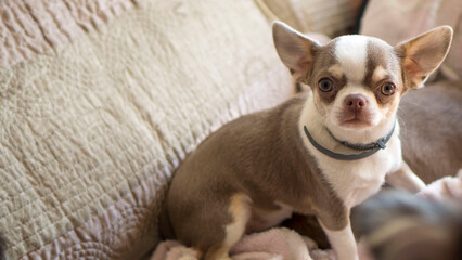 Small chihuahua dogs playing with each other.