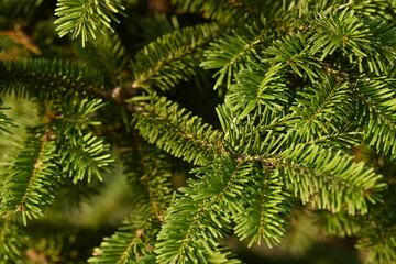 short needles of a coniferous tree close-up on a green background, texture of needles of a Christmas tree close-up, blue pine branches, texture of pine needles, green branches of a pine tree close-up