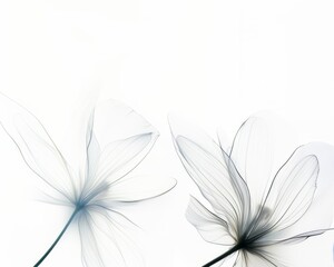 Fototapeta premium two flowers translucent on a white background. place for congratulations