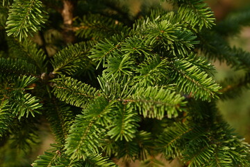 short needles of a coniferous tree close-up on a green background, texture of needles of a Christmas tree close-up, blue pine branches, texture of pine needles, green branches of a pine tree close-up