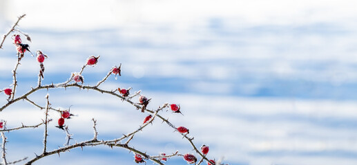 frost covered branch of rose hip with red berries in winter in sunny weather