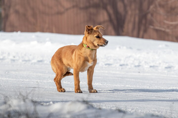 small brown dog in winter on a snowy road