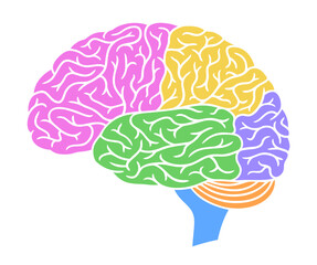 Human brain illustration with colored parts