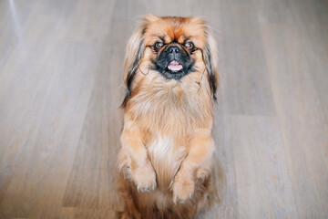 Brown Pekingese standing on the floor at home.