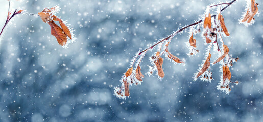 frost covered tree branches with dry leaves on blurred background in winter during snowfall