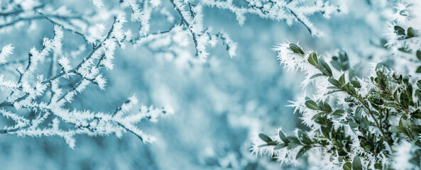winter background with frost-covered tree branches near a boxwood bush