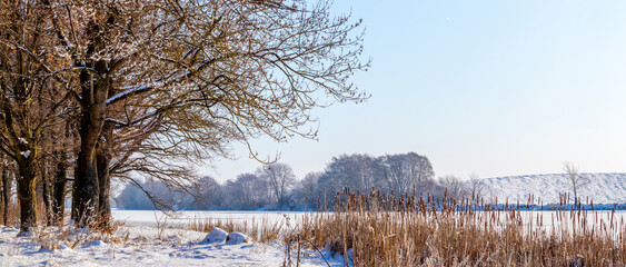winter landscape with dry reeds near the river and forest in sunny weather