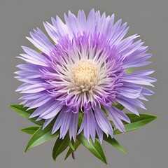 purple chrysanthemum flower