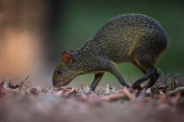 Azara's Agouti Sniffing the Ground Among Fallen Leaves