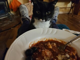 cat want dinner
