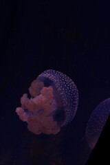 Obraz premium jellyfish in the sea water aquarium