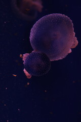 jellyfish in the sea water aquarium