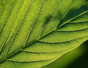 microscopic detail of a green leaf showing the fine structure of the veins with some warm sun light