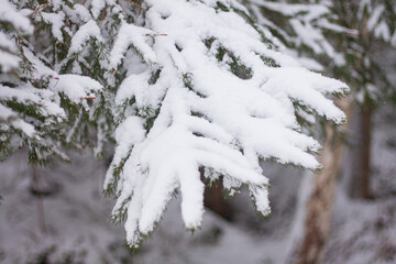 Obraz premium conifer branches are covered with snow