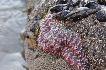 Starfish Clinging to Rock