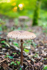 A mushroom,  a parasol, growing in the forest in europe in autumn...