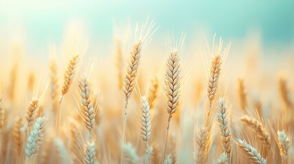 Fototapeta premium A zoomed-in photo of a field full of wheat, surrounded by a clear blue sky and fuzzy wheat stalks in the distance
