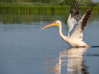 Pelican taking off on Pojarnia Lake, Danube Delta, Romania