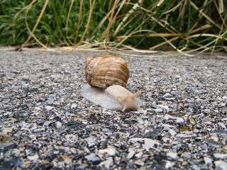Weinbergschnecke