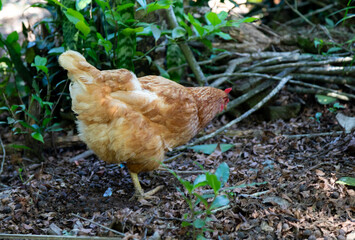 Typical free-range chickens raised organically and sustainably.
