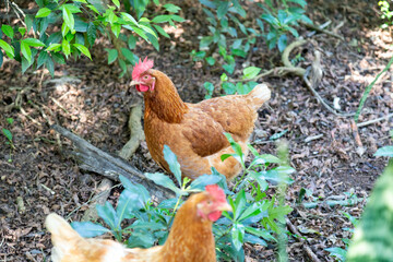 Typical free-range chickens raised organically and sustainably.