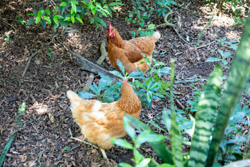 Typical free-range chickens raised organically and sustainably.