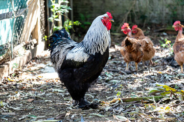 Typical free-range chickens raised organically and sustainably.