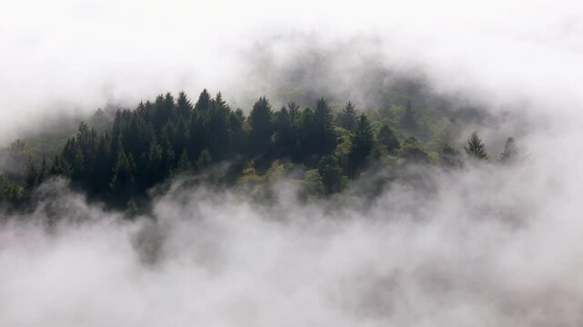 Breathtaking aerial views of green lush forest covered in fog and clouds on a sunny day at stunning Oregon coast, with majestic forests, showcasing natures magnificent beauty in every moment