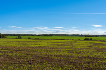 A cultivated agricultural field with seedlings of winter cereal crops. Well maintained green fields near the forest. Agricultural landscape of early autumn with blue sky and clouds near the horizon