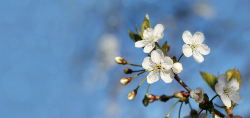 Delicate cherry blossoms outdoors. Spring flowering. Beautiful spring background with bokeh. Place for the text