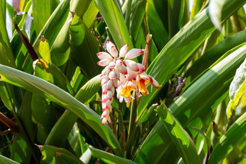 Obraz premium Flor da colônia (Alpinia speciosa ou Alpinia Zerumbet). No Brasil é encontrada em várias regiões, com os nomes populares Azucena-de-porcelana, gengibre-concha, alpínia e flor de cera.