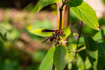 Marimbondo andando na folha	
