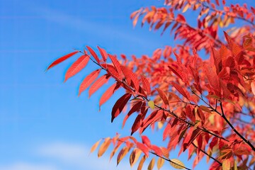 Autumn foliage of Virginia and smooth sumac bushes turning from green to red against a blue sky