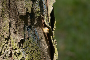 snail on a tree