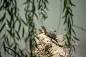 turtles on the stone 