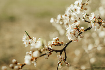 Cherry blossom on sunny spring day