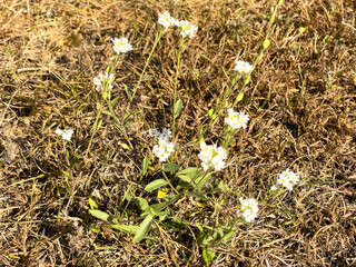 wildflowers in the grass