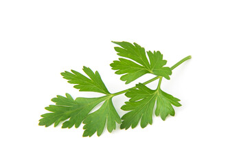 Fresh parsley leaves on white background