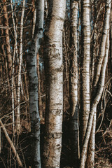 Obraz premium Abstract background with birch tree barks