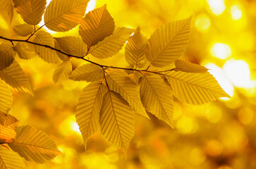 Autumn leaves on the sun and blurred trees .