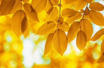 Autumn leaves on the sun and blurred trees .