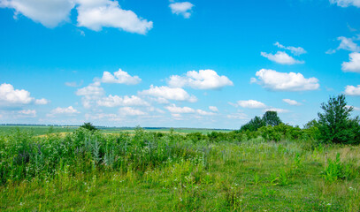 Obraz premium green meadow and blue sky with clouds in summer