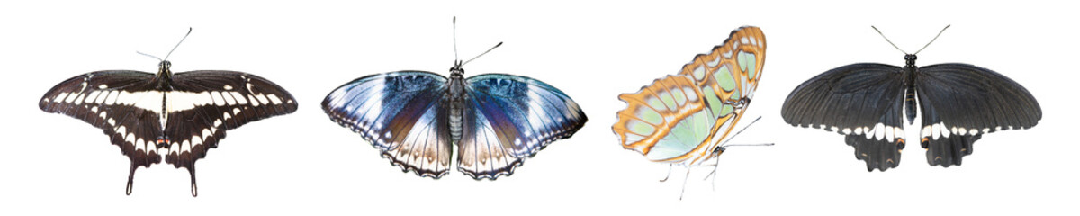 A set of tropical butterflies PNG. Summer concept. Exotic wIldlife idea 