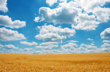 Gold wheat field and blue sky