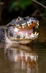 the smile of the caiman