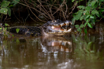 a caiman with open mouth
