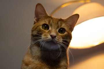 Portrait of Orange Cat in Warm Lighting