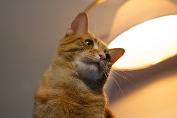 Orange Cat Looking in the Distance