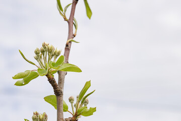 sprouts and fruits of young pear in spring and summer