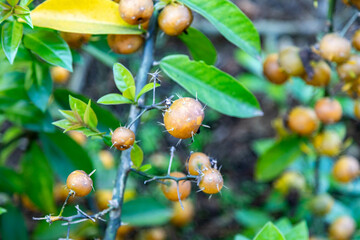 Ora-pro-nóbis Pereskia aculeata with ripe fruits and thorns on the surface